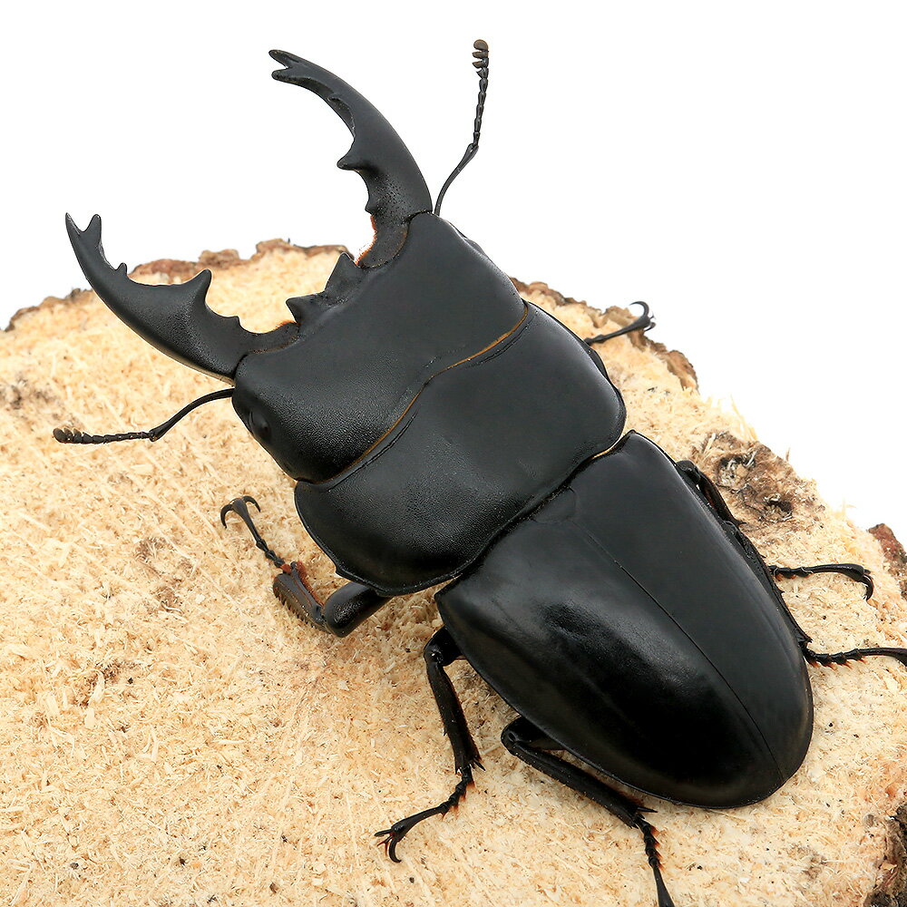 �ʺ���˥��륭�ǥ��ҥ饿���塞����û������������ޥȥ顡�������������WD��75��79mm��1�ڥ��ˡ��̳�ƻ���彣�Ҷ������ݲ�