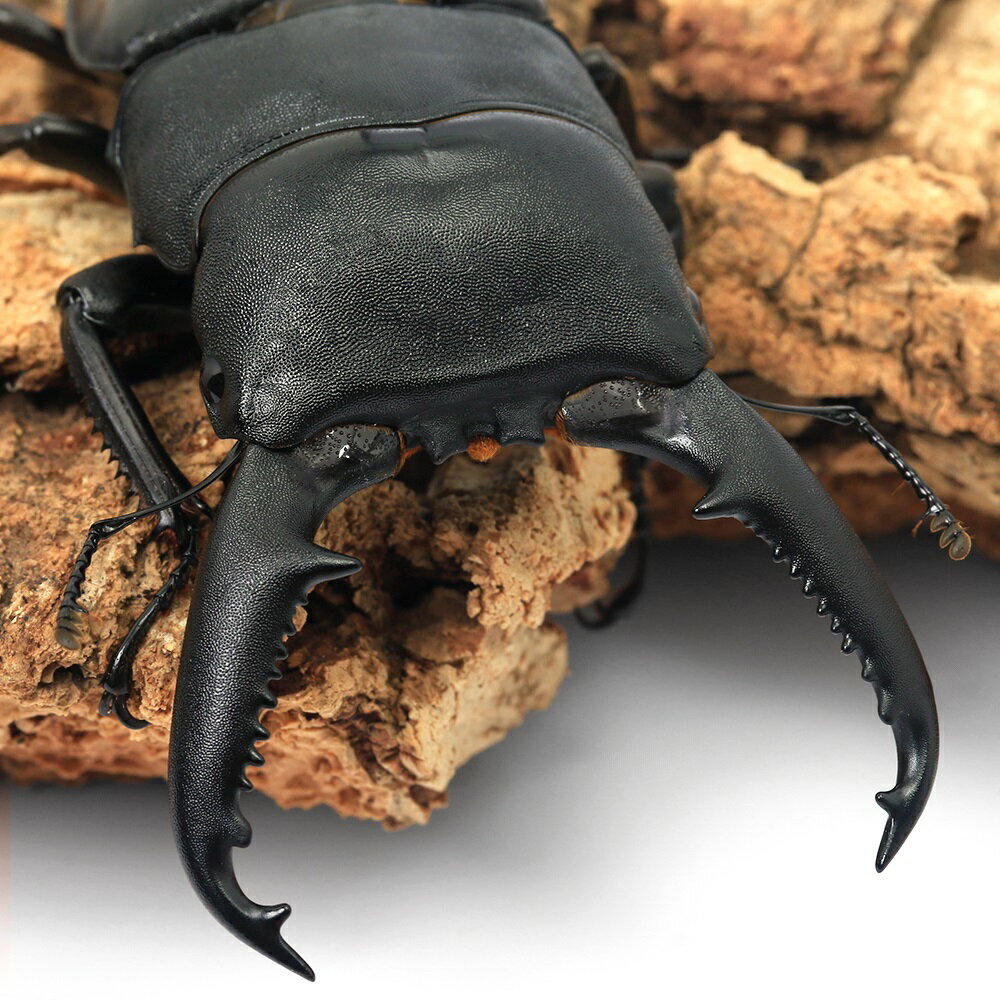 �ʺ���ˡʥ���ñ�ʡ˥ѥ��󥪥��ҥ饿���塞�����ե���ԥ󡡥ѥ���Mt������ȥ󻺡����WD��80��84mm��1ɤ�ˡ��̳�ƻ���彣�Ҷ�...