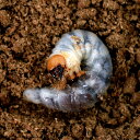 (昆虫)パプアキンイロクワガタ イリアンジャヤ ワメナ産 幼虫(初令〜2令)(1匹) 北海道・九州航空便要保温