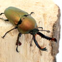 (昆虫)パプアキンイロクワガタ イリアンジャヤ ワメナ産 幼虫(2令〜3令)(3匹) 北海道・九州航空便要保温