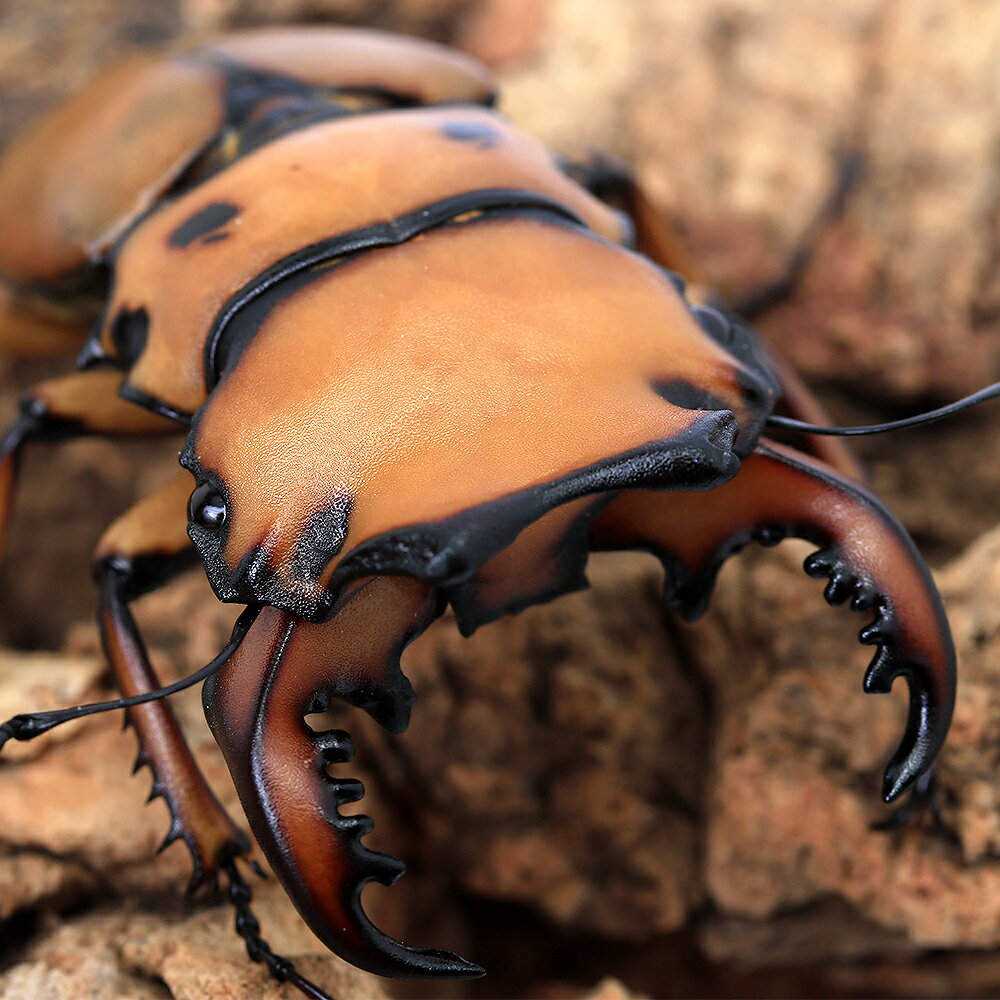 �ʺ���˥�󥬥����塞��������롼�󻺡����50��54mm��1�ڥ��ˡ��̳�ƻ���彣�Ҷ������ݲ�