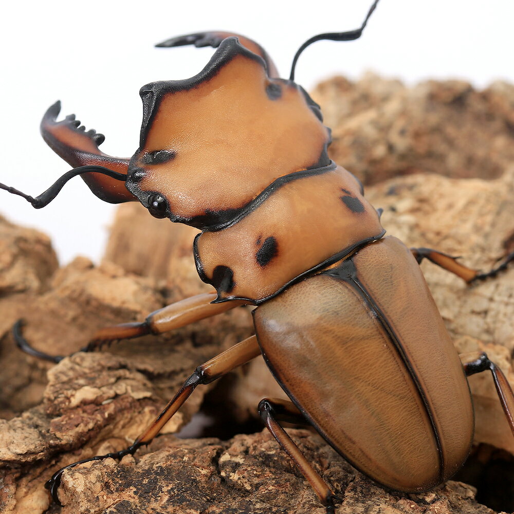 �ʺ���˥�󥬥����塞��������롼�󻺡����50��54mm��1�ڥ��ˡ��̳�ƻ���彣�Ҷ������ݲ�