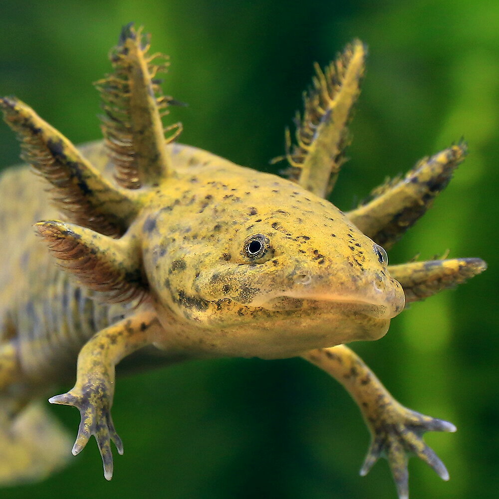 （両生類）アンダーソンサラマンダー×ウーパールーパー　マーブル　Mサイズ（1匹）のサムネイル