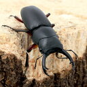 (昆虫)国産アカアシクワガタ 群馬県産 成虫 WC サイズフリー(1ペア)