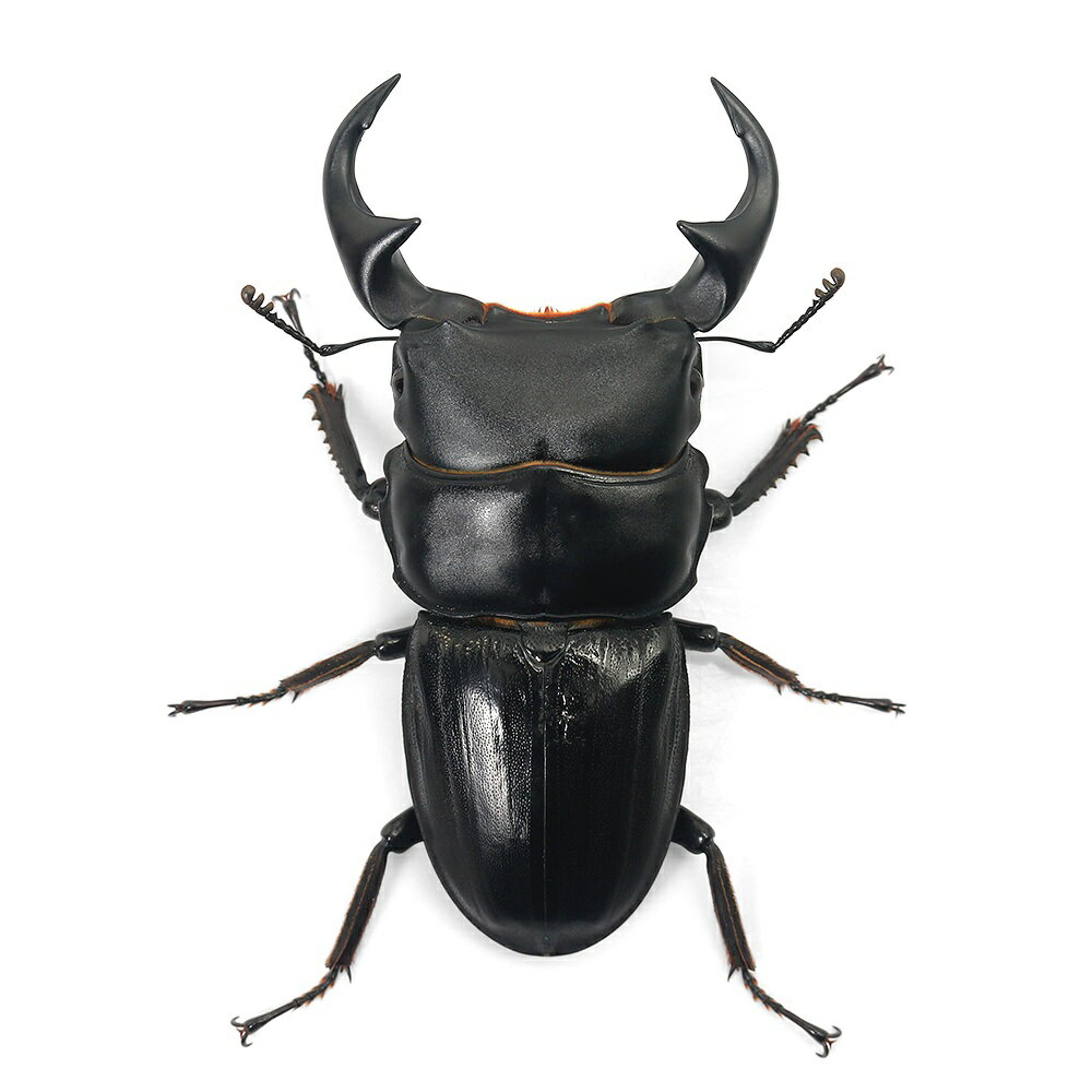 �ʺ���˥ѥ꡼�������塞�����쥸���������󻺡�WC��50��54mm��1�ڥ��ˡ��̳�ƻ���彣�Ҷ������ݲ�