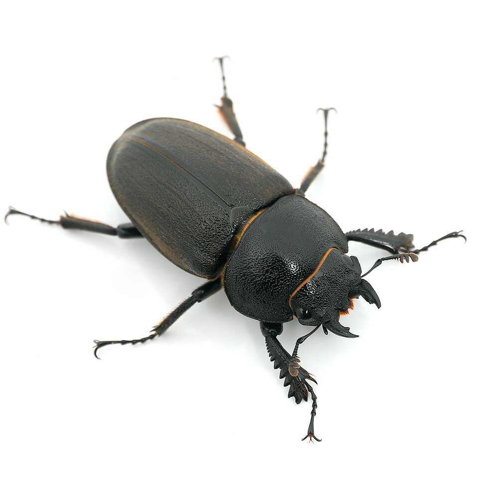 （昆虫）（メス単品）アマミノコギリクワガタ　鹿児島県奄美大島産　成虫　フリーサイズ（1匹）　北海..