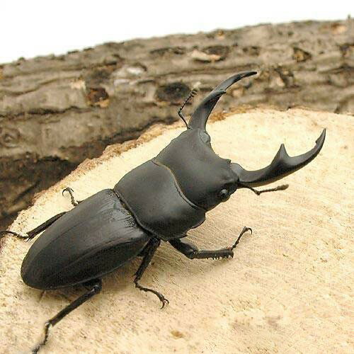 （昆虫）（B品）パリーオオクワガタ　東ジャワ　イジェン産　成虫　WC　60〜64mm（1ペア）　北海道・九..