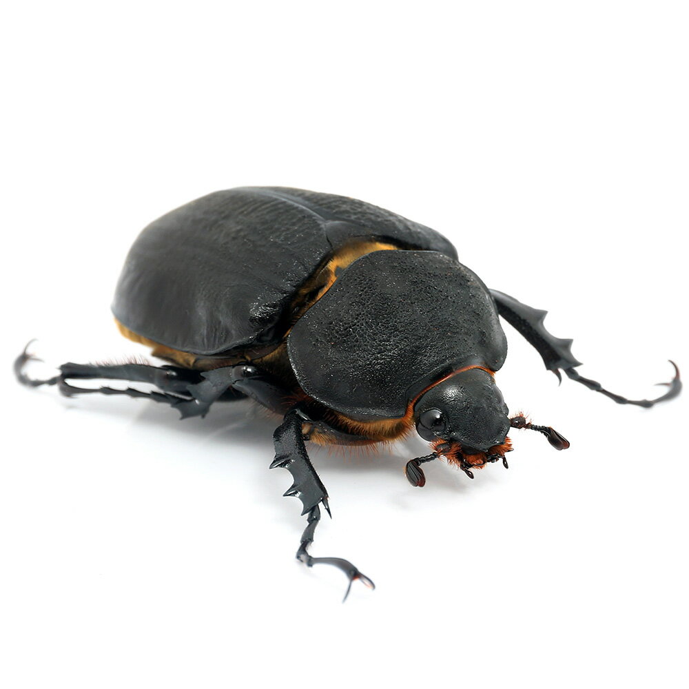 （昆虫）（メス単品）レックスゾウカブトムシ　ペルー　イキトス産　成虫　サイズフリー（1匹）　北海道・九州航空便要保温