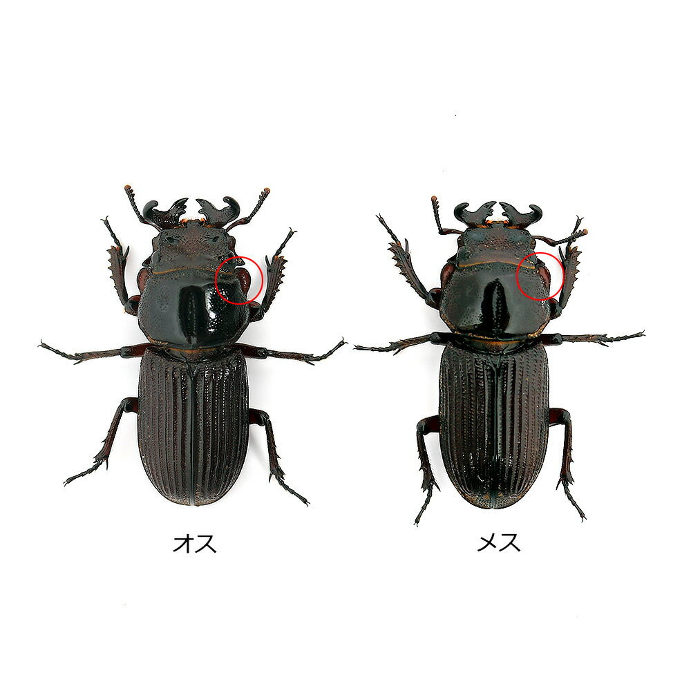 �ʺ���˥륤���ĥΥҥ祦���󥯥塞�������츩̾��Ի�������ե꡼��������3ɤ�ˡ��̳�ƻ���彣�Ҷ������ݲ�