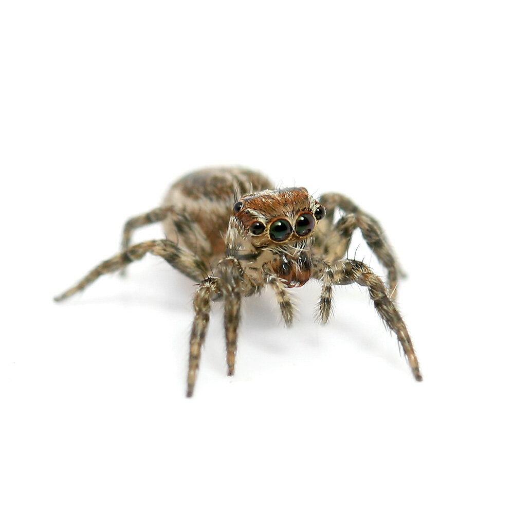 �ʺ���˥��㥹���ϥ��ȥꥰ�⡡���Ρ�WD��1ɤ�ˡ��ϥ��ȥꥰ�⡡�̳�ƻ���彣�Ҷ������ݲ�