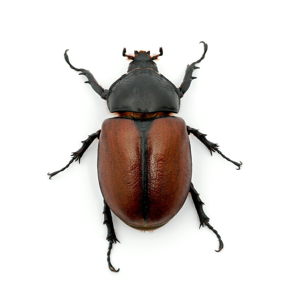 �ʺ���ˡʥ᥹ñ�ʡ˥���ܥ�ĥΥ��֥ȥॷ������ե��å��������WC���������ե꡼��1ɤ�ˡ��̳�ƻ���彣�Ҷ������ݲ�