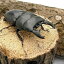 （昆虫）（B品）アルキデスヒラタクワガタ　短歯型　スマトラ　アチェ産　成虫（WC）75～79mm（1ペア）　北海道・九州航空便要保温