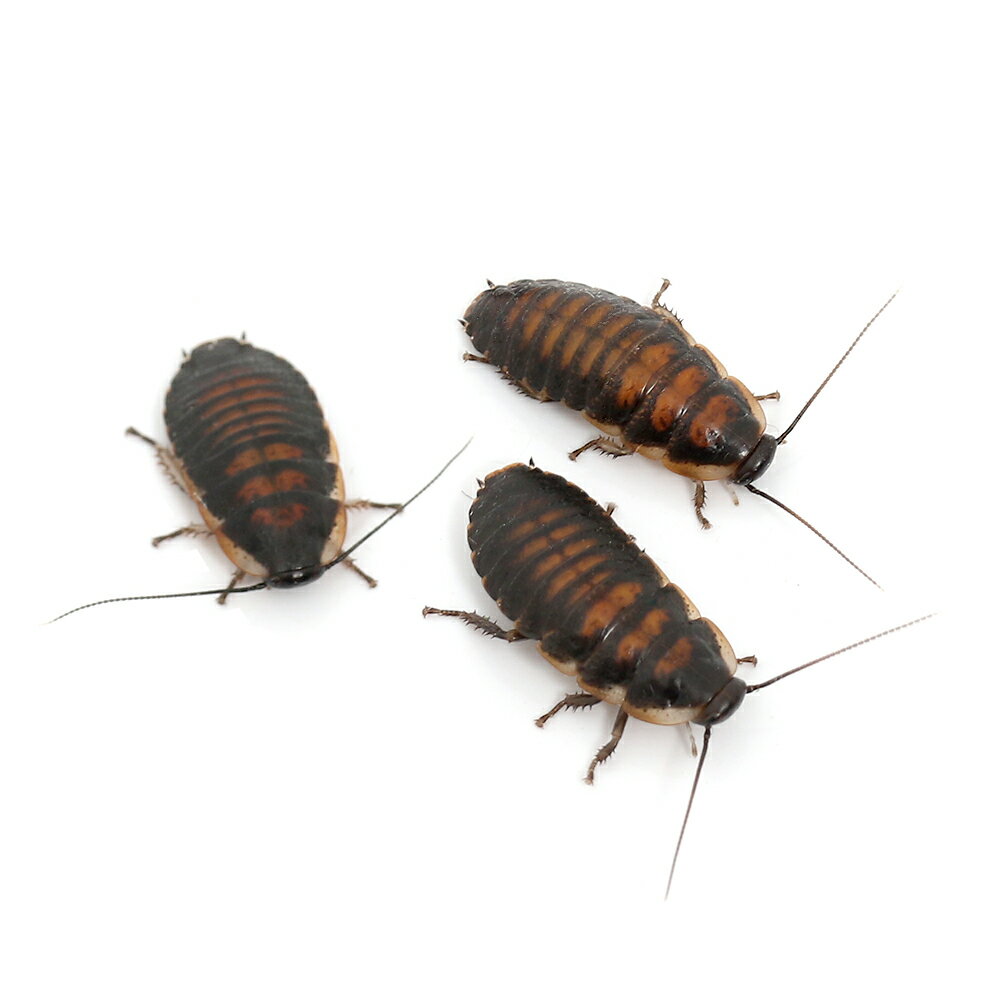 （昆虫）マダガスカルゴキブリ　幼虫（10匹）　北海道・九州航空便要保温