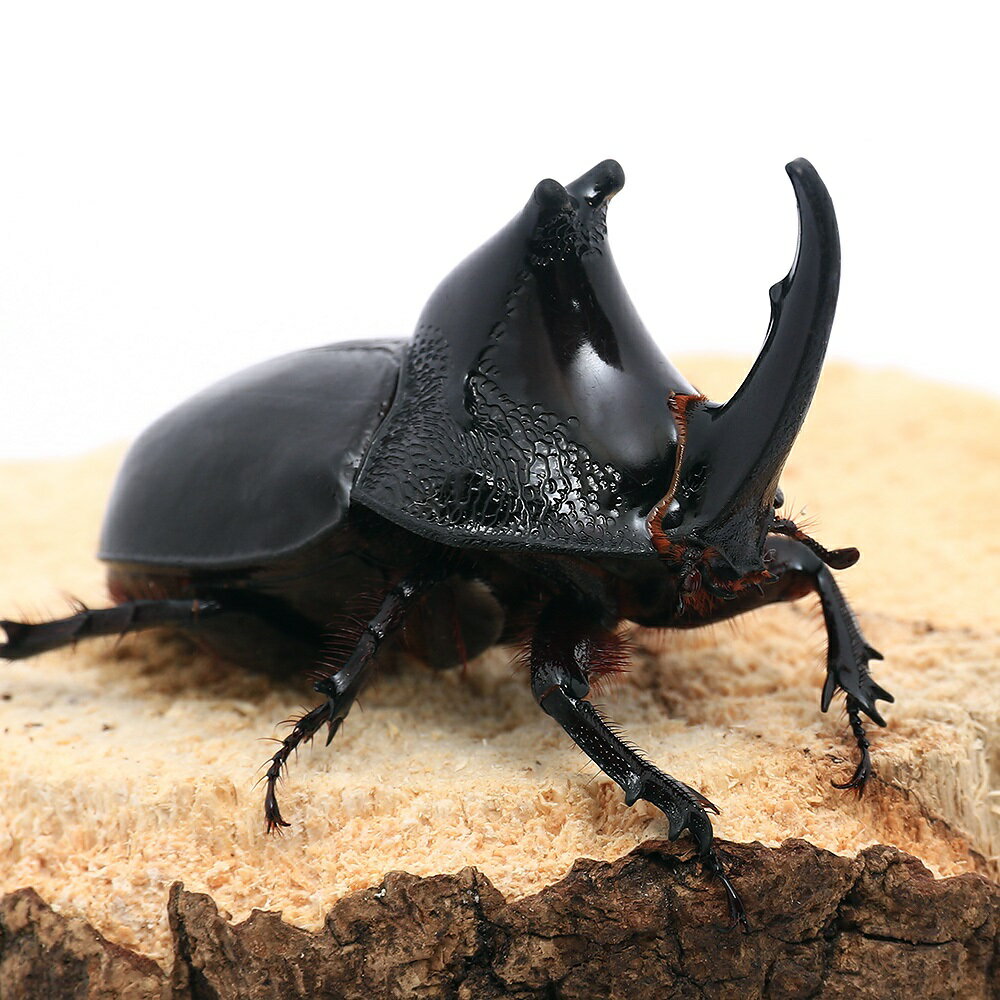 （昆虫）オオツノメンガタカブト　キャメロンハイランド産　成虫　WD　75〜79mm（1ペア）　北海道・九州航空便要保温