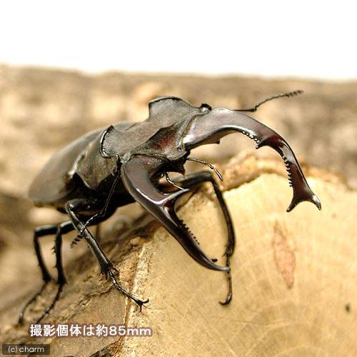 �ʺ���˥衼���åѥߥ�ޥ��塞������ե�󥹻��������2��3��ˡ�1ɤ�ˡ��̳�ƻ���彣�Ҷ������ݲ�