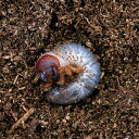 (昆虫)エレファスゾウカブトムシ カテマコ産 幼虫(2~3令)(1匹)