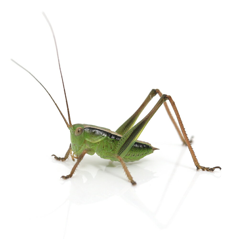 （昆虫）ヒガシキリギリス　幼体（2令～4令）　Sサイズ（1匹）　北海道・九州航空便要保温