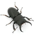 (昆虫)国産ヒラタクワガタ 三重県津市産 成虫 40~44mm(1ペア)