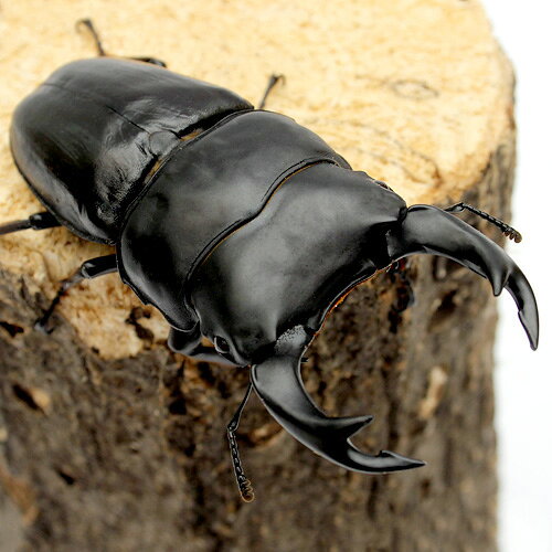 （昆虫）国産オオクワガタ　大阪府能勢町産　成虫　YG血統　オス83mm　メス54mm（1ペア）　北海道・九州航空便要保温