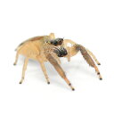 (昆虫)オスクロハエトリグモ メス WC個体(1匹)