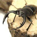 (昆虫)アマミノコギリクワガタ 鹿児島県奄美大島産 成虫 60〜64mm(1ペア)