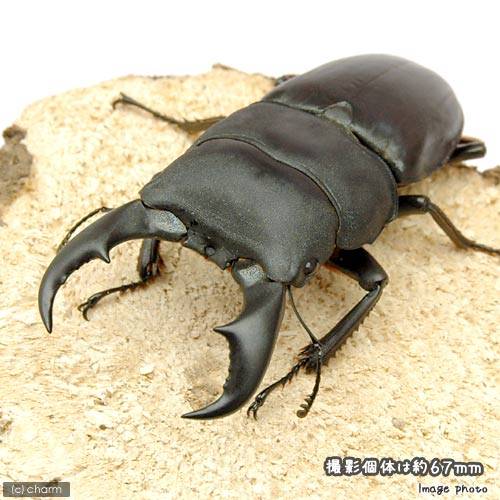 （昆虫）サキシマヒラタクワガタ　沖縄県石垣島産　成虫　65〜69mm（1ペア）