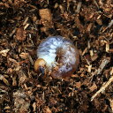 (昆虫)国産オオクワガタ 大阪府能勢町産 YG血統 幼虫 親個体オス85〜87mm メス55mm(初〜2令)(1匹) 北海道航空便要保温