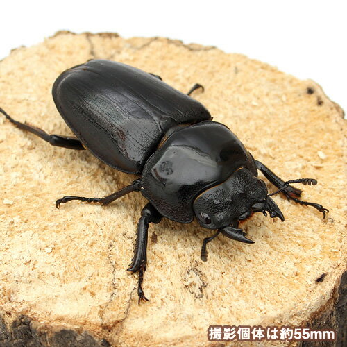 (昆虫)国産オオクワガタ 大阪府能勢町産 YG...の紹介画像3