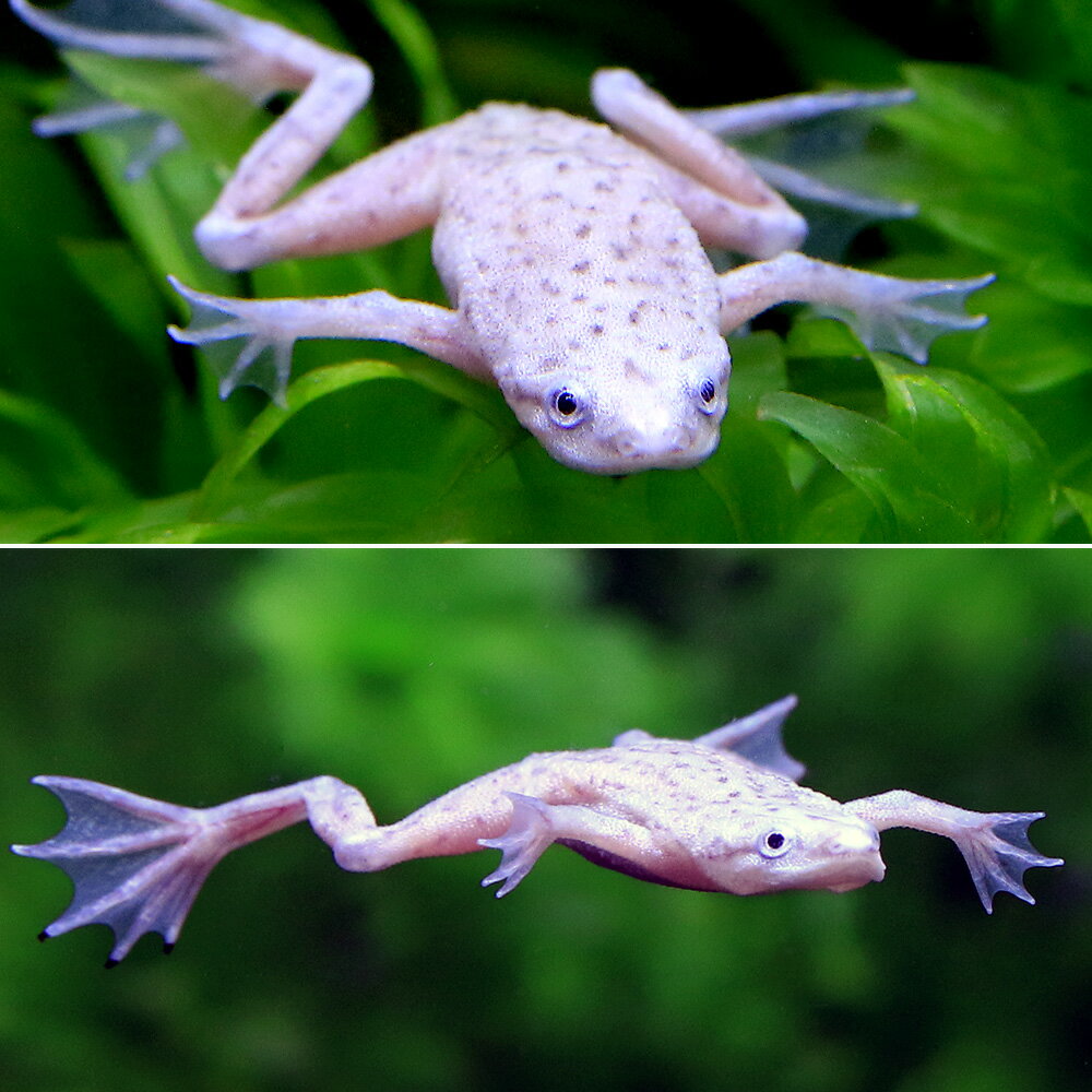 ��ξ����˥ۥ磻�ȥҥ�ĥᥬ���롡��塼�����ƥ��å���3ɤ�ˡ��̳�ƻ���彣�Ҷ������ݲ�