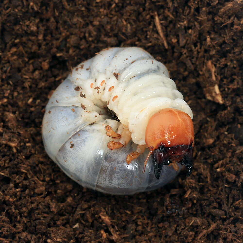 （昆虫）ギラファノコギリクワガタ　東ジャワ　アルゴプーロ産　幼虫（2～3令）（1匹）　北海道・九州航空便要保温