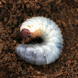 （昆虫）サビイロカブトムシ　カリマンタン産　幼虫（2～3令）（1匹）　北海道・九州航空便要保温