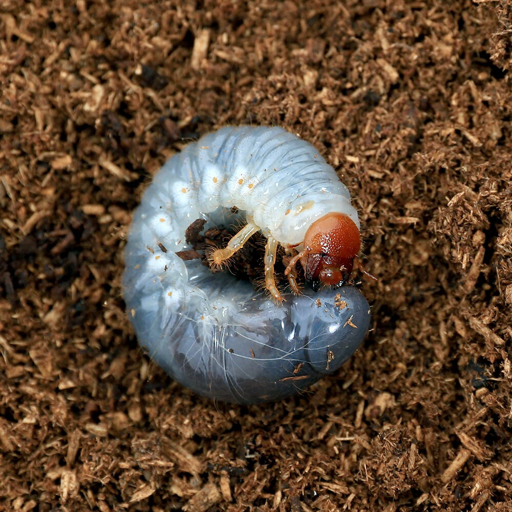 （昆虫）ゴロファ・ミヌトゥス　チリ産　幼虫（初～2令）（1匹）　北海道・九州航空便要保温