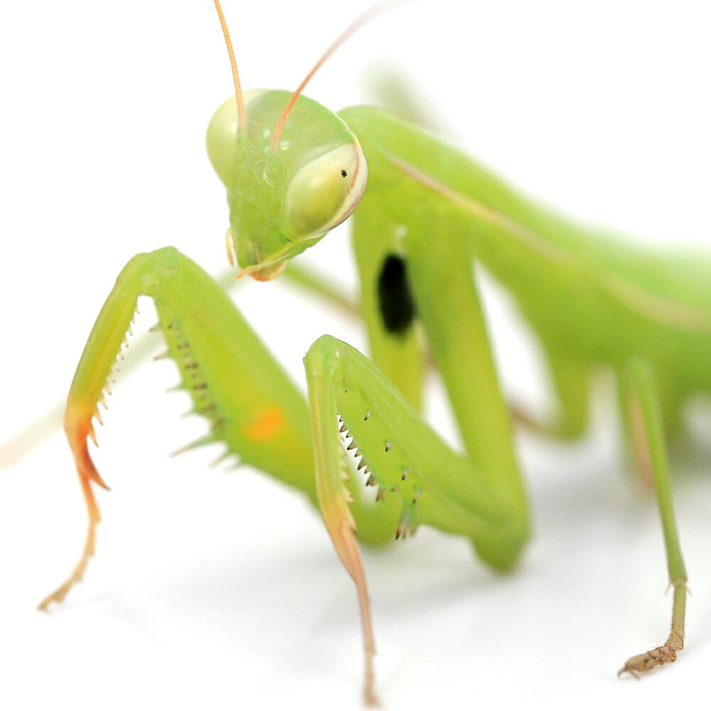 （昆虫）ウスバカマキリ　幼虫　WD（1匹）　北海道・九州航空便要保温