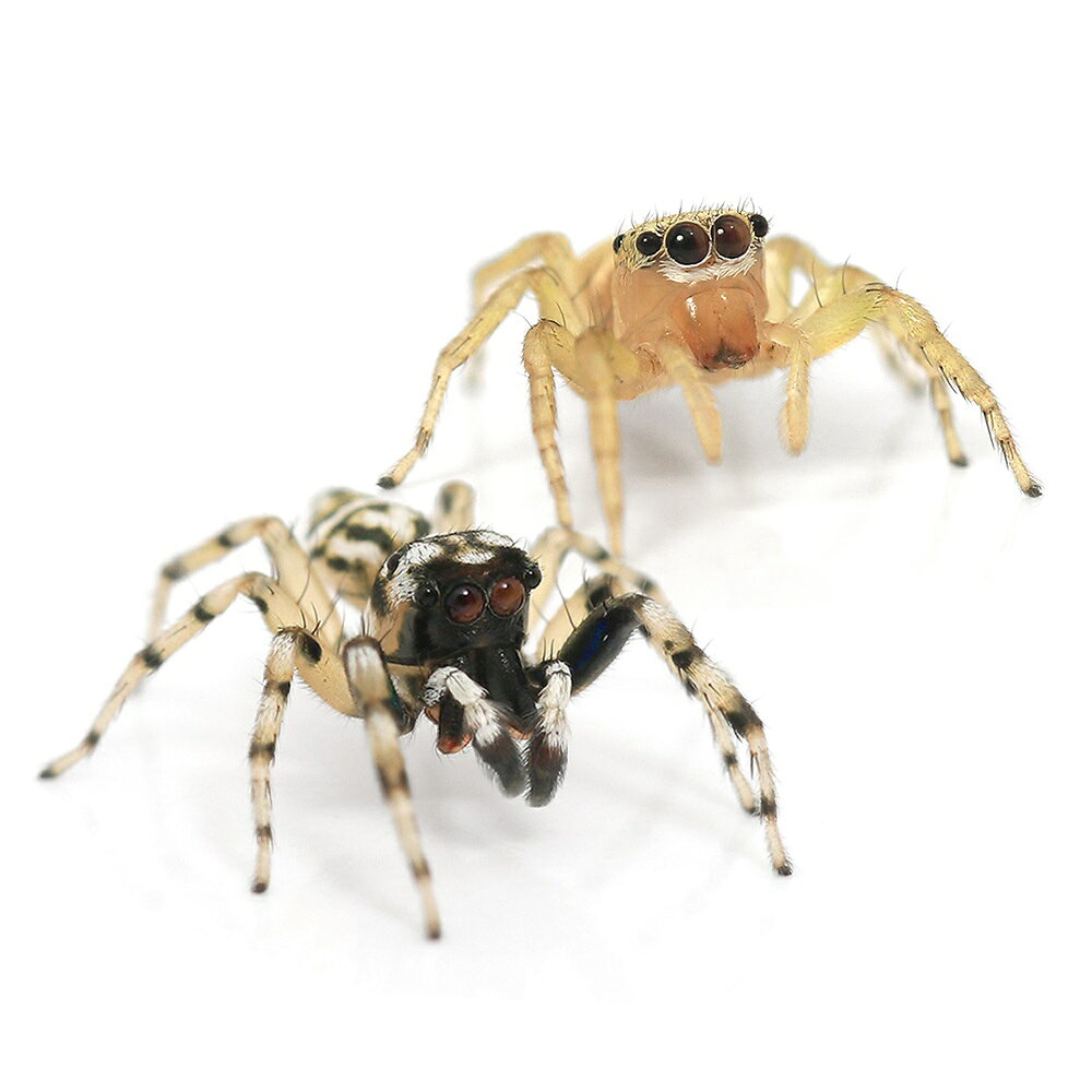 （昆虫）メガネアサヒハエトリグモ　WD（1ペア）　ハエトリグモ