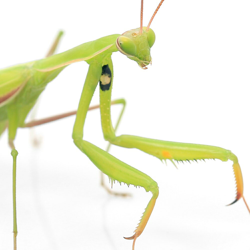 （昆虫）ウスバカマキリ　緑色型　オス　成虫　WD（1匹）