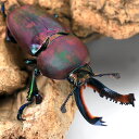 (昆虫)パプアキンイロクワガタ ワメナ産 成虫 おまかせカラー(1トリオ)