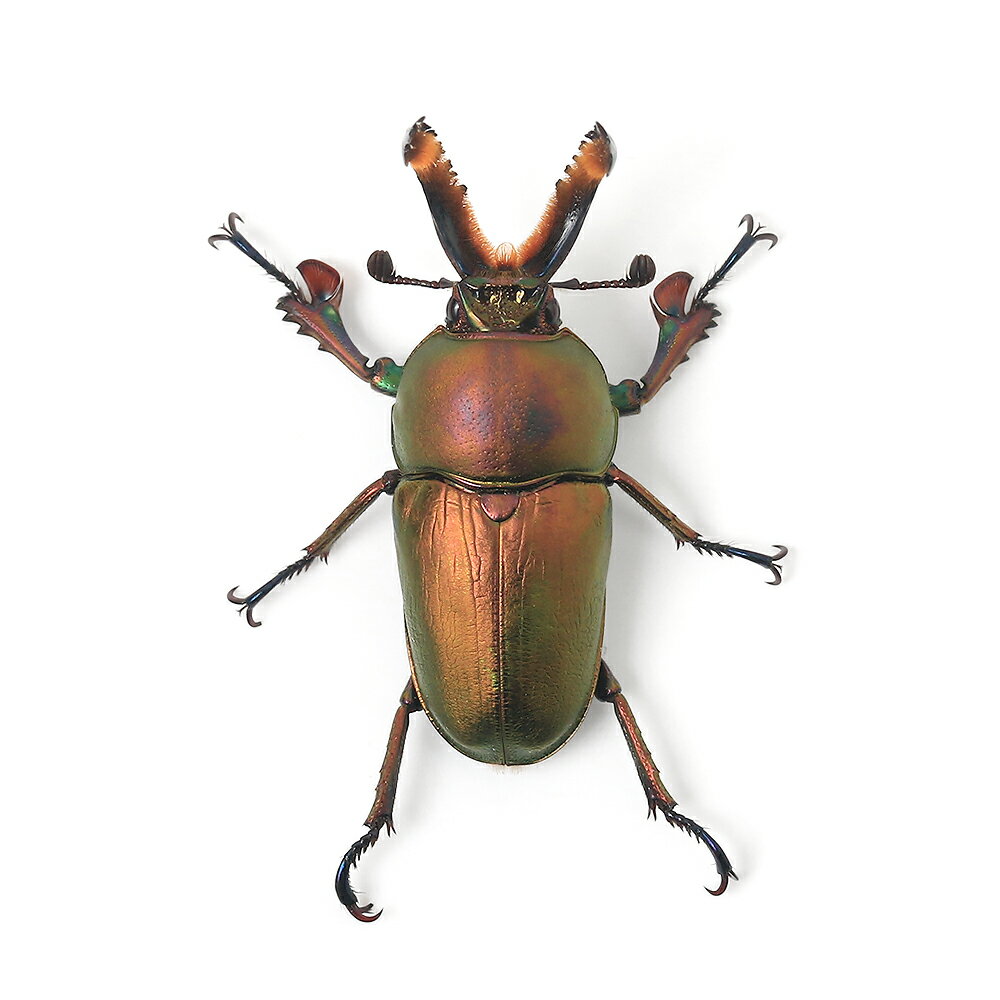 �ʺ���˥ѥץ����󥤥����塞�������ʻ�������Ρ��ޥ륫�顼��1�ȥꥪ�ˡ��̳�ƻ���彣�Ҷ������ݲ�