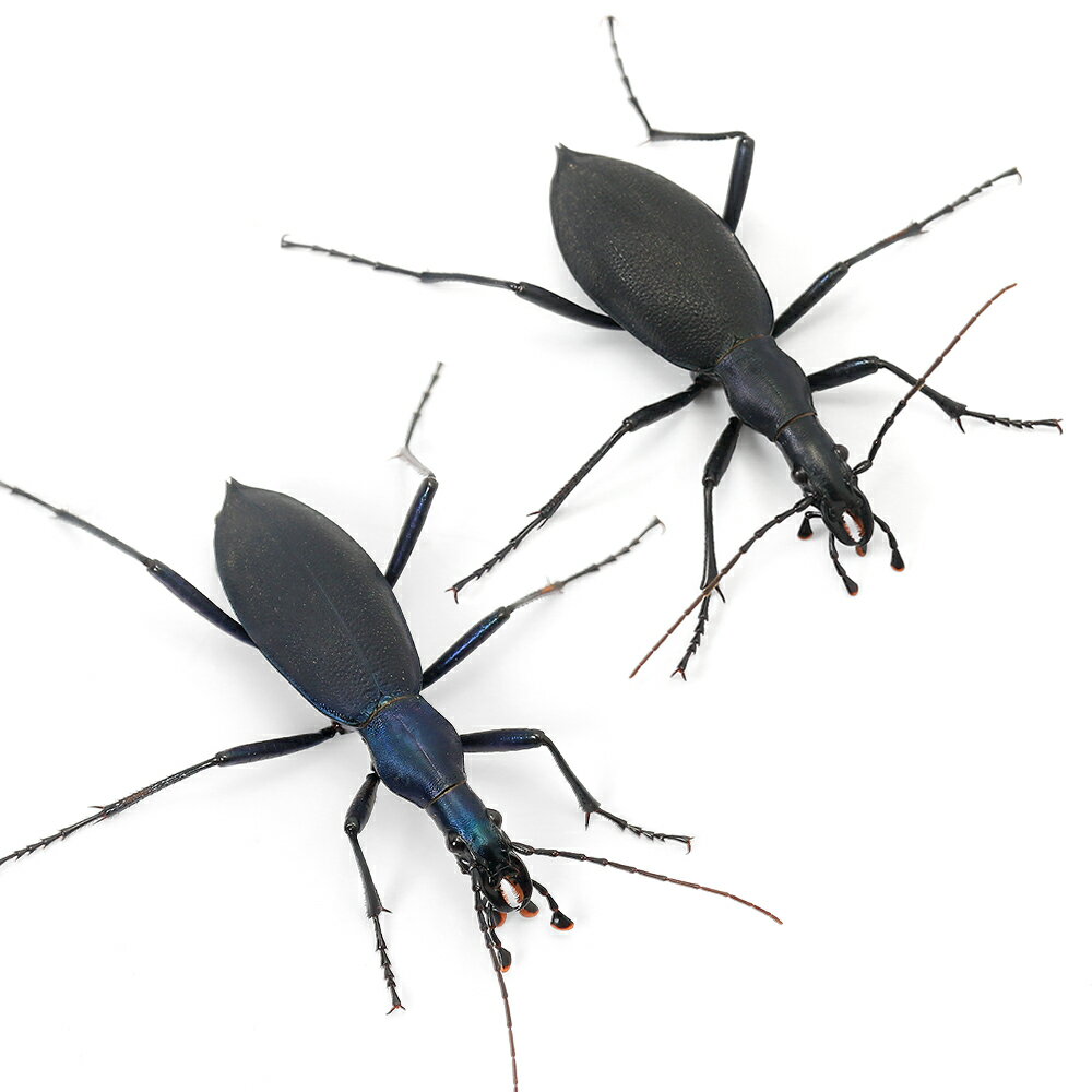 （昆虫）ヒメマイマイカブリ　群馬県産　成虫　WC（1ペア）　北海道・九州航空便要保温