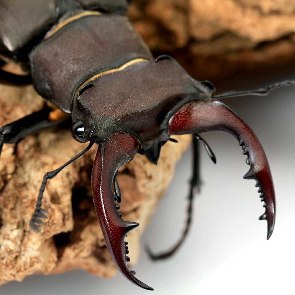 （昆虫）ユダイクスミヤマクワガタ　トルコ産　成虫　60〜64mm（1ペア）　北海道・九州航空便要保温