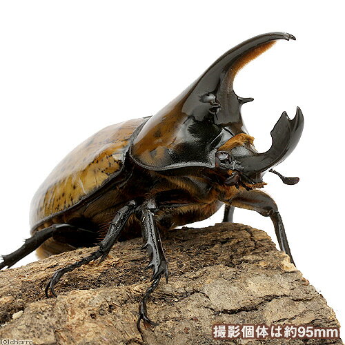 マヤシロカブト販売生体について累代：CB産地：ホンジュラス産※お届けするのは幼虫となります。※オスメスの指定はできません。別名—学名（※）Dynastes　maya（※）…学名が不明の種は流通名での記載の場合があります。生息地メキシコ（チャパス州）、グアテマラ、ホンジュラス飼育要件（※）飼育温度：　20〜28℃産卵形態：　マット産み（完熟発酵マット）幼虫飼育：　完熟発酵マット幼虫期間：　1年年羽化後休眠期：　3〜6ヶ月総合難易度　★☆☆☆☆※…飼育要件は一例です。必ずしもこの環境下であれば飼育・ブリードできることを確約するものではございません。どんな種類？シロカブトの中では最大級になり、容姿がヘラクレスオオカブトにも似ることから珍重されているシロカブトの1種です。以前はヒルスシロカブトとされていましたが、ブリードサイクルの違いなどから、メキシコ（チャパス州）、グアテマラ、ホンジュラスに生息している個体群はマヤシロカブトとして別種扱いされるようになりました。飼育は容易で、飼育スペースをとらない点や、攻撃性が少ない点が魅力です。また、性格が温和なことから同居も可能です。ただし、やや高温に弱い点に注意が必要です。活動開始後の寿命が比較的短命なのでブリードのセットのタイミングが重要です。繁殖ブリードには羽化後半年程度経過した、十分に成熟した個体を用いましょう。大型種なので大きな衣装ケース、良質なマットを使ってください。大型個体の作出は低温管理と良質なマットがポイントで、飼育下でも150mmオーバーは十分に狙えます。ただし大型のオスは羽化に2年近くかかり、1年程度で羽化するメスとの羽化時期のずれが問題となります。羽化ズレを減らすには幼虫の多頭飼育や、オスとメスで飼育温度に差をつける方法が一般的です。3令後期でのマット交換は羽化を早めてしまうことも少なくないので、大型個体を狙うときはマット交換のタイミングにも注意が必要です。昆虫マット　XLマット　カブト用　10L　カブトムシ　幼虫飼育　産卵　お一人様5点限りプリンカップ　大深　約680ml×10個　（DT129−700MTC）　カブトムシ　クワガタ　卵　幼虫　繁殖コバエシャッター　小　（230×153×173mm）　プラケース　虫かご　飼育容器　昆虫　カブトムシ　クワガタチャームオリジナル　簡単に剥がせる昆虫ラベル　5面5シート　昆虫　ラベル　管理 … PF_SPQ　昆虫　販売　飼育　飼い方　カブトムシ　外国産カブト　Dynastes　maya　マヤシロカブト　シロカブト　ダイナステス　ディナステス　restock■この商品をお買い上げのお客様は、下記商品もお買い上げです。※この商品には付属しません。■昆虫マット　XLマット　カブト用　10L　カブトムシ　幼虫飼育　産卵　お一人様5点限りプリンカップ　大深　約680ml×10個　（DT129−700MTC）　カブトムシ　クワガタ　卵　幼虫　繁殖コバエシャッター　小　（230×153×173mm）　プラケース　虫かご　飼育容器　昆虫　カブトムシ　クワガタチャームオリジナル　簡単に剥がせる昆虫ラベル　5面5シート　昆虫　ラベル　管理