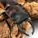 (昆虫)スティーブンスツヤクワガタ(亜種duivenbodei)大歯型 サンギール産 成虫 WC 60〜64mm(1ペア)