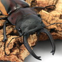 (昆虫)スティーブンスツヤクワガタ(亜種duivenbodei)大歯型 サンギール島産 成虫 WC 70〜74mm(1ペア)