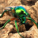 (昆虫)セブヒメカブトハナムグリ(亜種カチクン)ミンダナオ キダパワン産 成虫 WC フリーサイズ(1ペア)