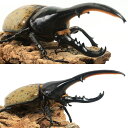 (昆虫)一点物 ヘラクレス・ヘラクレス グアドループ産 オス147mm メス68mm(1ペア)