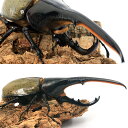 (昆虫)一点物 ヘラクレス・ヘラクレス グアドループ産 オス150mm メス68mm(1ペア)