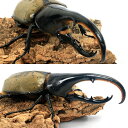 (昆虫)(B品)一点物 ヘラクレス・ヘラクレス グアドループ産 オス134mm メス64mm(1ペア)