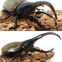 (昆虫)(B品)一点物 ヘラクレス・ヘラクレス グアドループ産 オス142mm メス64mm(1ペア)