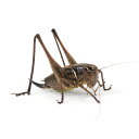 (昆虫)コバネヒメギス メス WC(1匹)