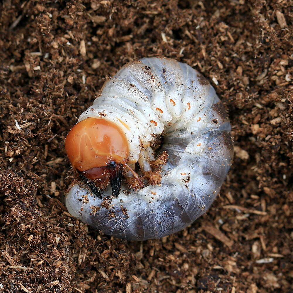 （昆虫）国産オオクワガタ　岡山県津山市産　幼虫（2〜3令）（1匹）　北海道・九州航空便要保温