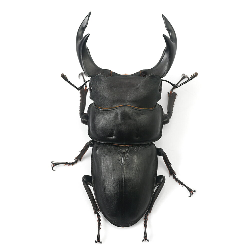 �ʺ���˹񻺥������塞�����������Ż��Ի��������2��3��ˡ�1ɤ�ˡ��̳�ƻ���彣�Ҷ������ݲ�